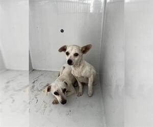 Chihuahua Dogs for adoption in Houston, TX, USA