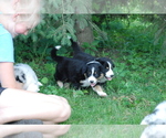 Small Photo #5 Australian Shepherd Puppy For Sale in DEER PARK, WI, USA