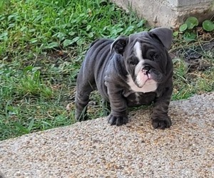 Bulldog Puppy for Sale in DESTREHAN, Louisiana USA