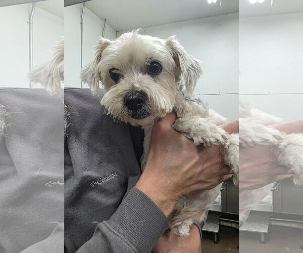 Medium Photo #2 Shih Tzu-Unknown Mix Puppy For Sale in Thomasville, NC, USA