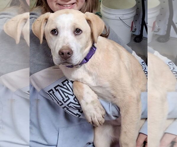Medium Photo #4 Labrador Retriever Puppy For Sale in MIDWAY, UT, USA