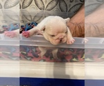 Puppy 2 French Bulldog