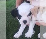 Small Photo #15 Olde English Bulldogge Puppy For Sale in NORTH LAS VEGAS, NV, USA