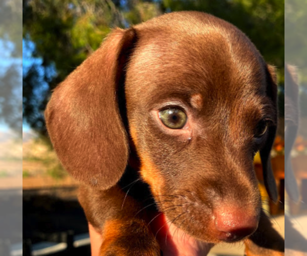 Medium Photo #3 Dachshund Puppy For Sale in SANTA CLARITA, CA, USA