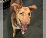 Small Photo #6 Huskies -Labrador Retriever Mix Puppy For Sale in HOUSTON, TX, USA