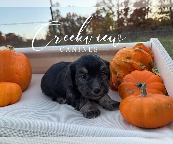 Medium Photo #4 Havanese Puppy For Sale in NIANGUA, MO, USA