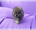 Small #14 Pomeranian