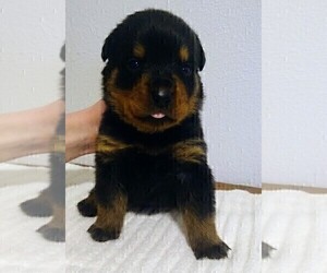 Medium Rottweiler