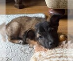 Small #8 Mutt