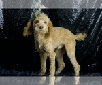 Small Photo #10 Poodle (Toy) Puppy For Sale in WARSAW, IN, USA