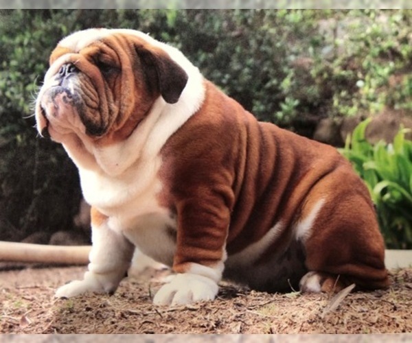 Medium Photo #1 Bulldog Puppy For Sale in NORCO, CA, USA