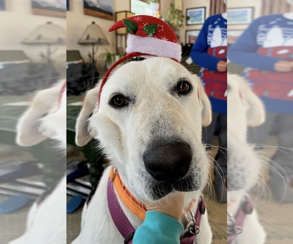 Medium Photo #4 Great Pyrenees-Unknown Mix Puppy For Sale in Winter Park, CO, USA