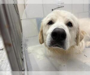 Great Pyrenees-Unknown Mix Dogs for adoption in Grand Prairie, TX, USA