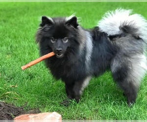 Keeshond Dogs for adoption in Belleuve, NE, USA