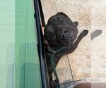 Small #1 Labrador Retriever-Plott Hound Mix