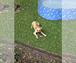 Small #1 Chihuahua Mix