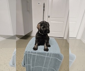 Medium Schnauzer (Giant)