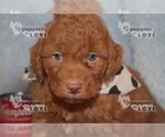 Small Photo #12 Aussiedoodle-Poodle (Toy) Mix Puppy For Sale in SANGER, TX, USA