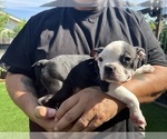 Small Photo #5 Boston Terrier Puppy For Sale in VACAVILLE, CA, USA