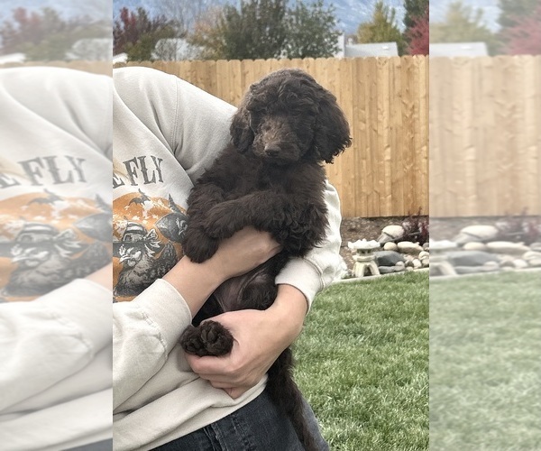 Medium Photo #39 Poodle (Standard) Puppy For Sale in GARDNERVILLE, NV, USA