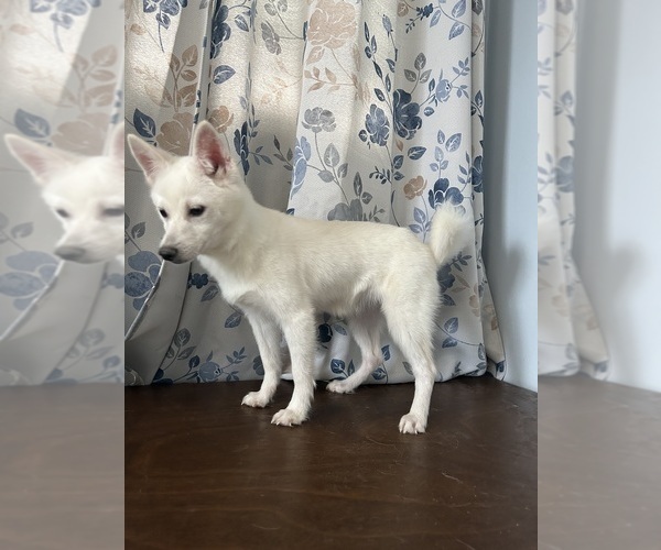 Medium Photo #30 Alaskan Klee Kai Puppy For Sale in DURHAM, CT, USA