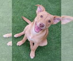 Small Labrador Retriever Mix
