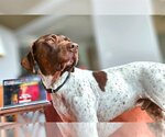 Small Photo #6 German Shorthaired Pointer Puppy For Sale in Menlo Park, CA, USA