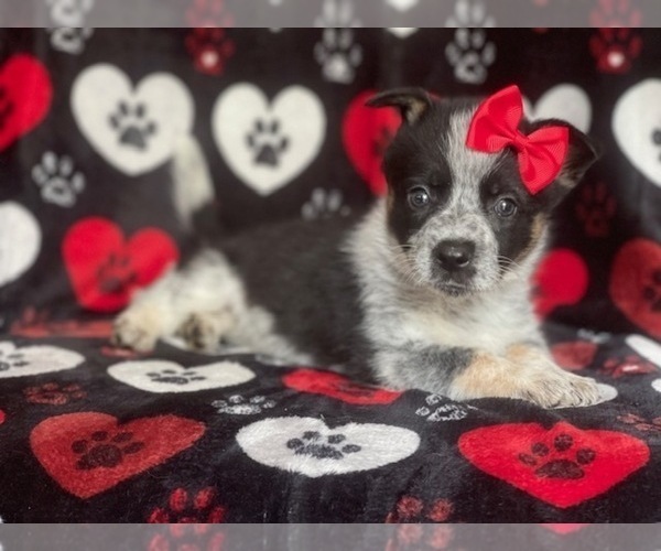 Medium Photo #11 Cowboy Corgi Puppy For Sale in LAKELAND, FL, USA
