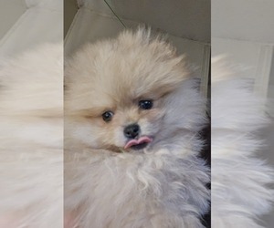 Pomeranian Puppy for sale in PULLMAN, MI, USA