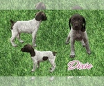 Puppy Dixie German Shorthaired Pointer
