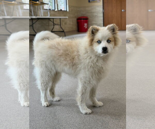 Medium Photo #3 Pomsky Puppy For Sale in Jefferson, WI, USA