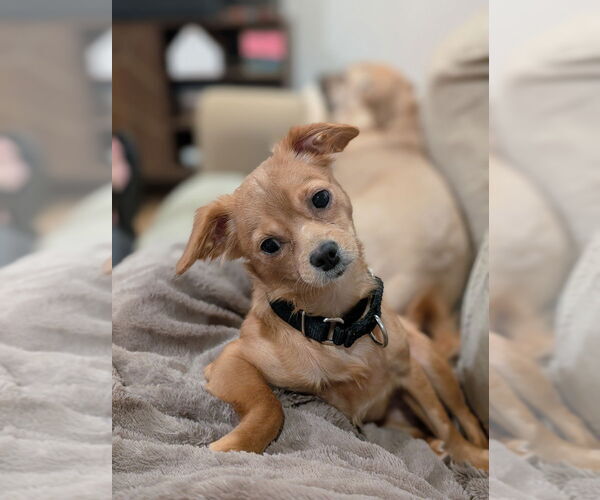 Medium Photo #5 Chihuahua-Unknown Mix Puppy For Sale in Raleigh, NC, USA