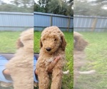 Puppy 5 -Goldendoodle Mix