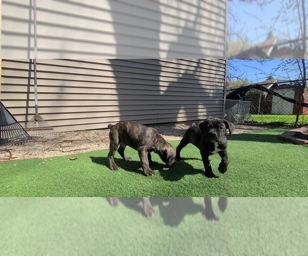 Medium Photo #6 America Bandogge Mastiff Puppy For Sale in JOLIET, IL, USA
