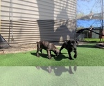 Small #5 America Bandogge Mastiff