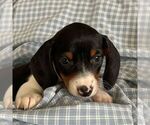 Small #1 Dachshund