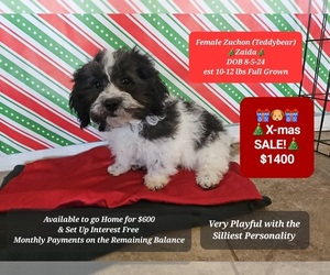 Zuchon Puppy for sale in TUCSON, AZ, USA