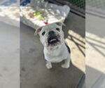 Small #2 Bulldog