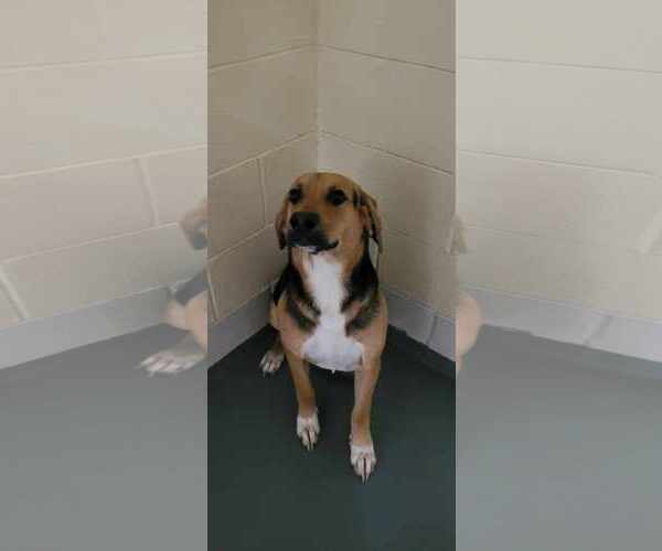 Medium Photo #2 Beagle-Unknown Mix Puppy For Sale in Frenchburg, KY, USA