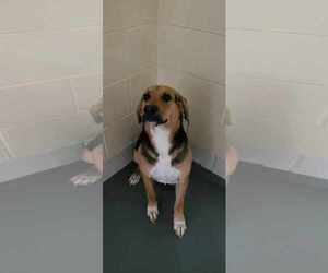 Spunky - Male Beagle-Unknown Mix Dog for Adoption - Photo #2