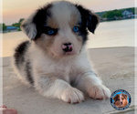 Small Photo #19 Miniature Australian Shepherd Puppy For Sale in GRANBURY, TX, USA