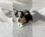 Small #3 Pembroke Welsh Corgi