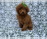 Small #5 Poodle (Miniature)