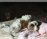 Small #1 Shih Tzu