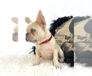 French Bulldog Puppy for sale in LAKE CITY, FL, USA