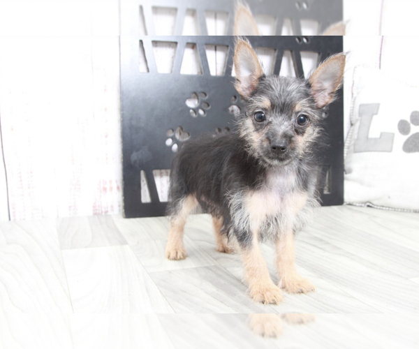 Medium Photo #2 Chorkie Puppy For Sale in MARIETTA, GA, USA