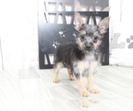 Small Photo #2 Chorkie Puppy For Sale in MARIETTA, GA, USA