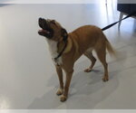 Small Holland Shepherd Mix