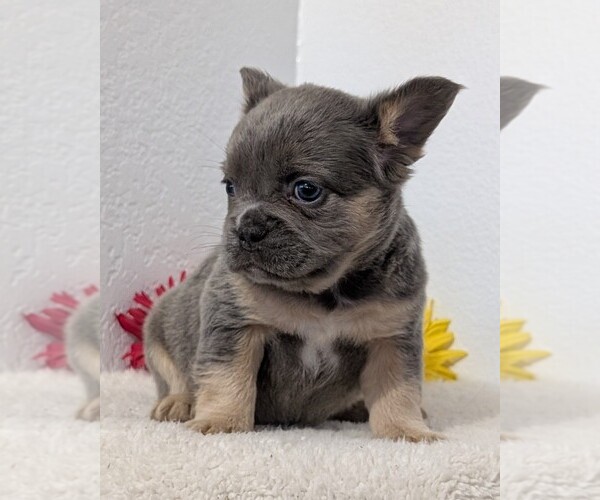 Medium Photo #63 French Bulldog Puppy For Sale in GOSHEN, IN, USA