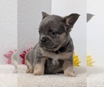 Small Photo #63 French Bulldog Puppy For Sale in GOSHEN, IN, USA
